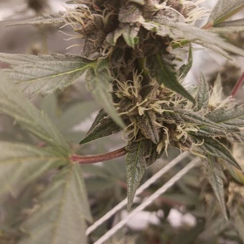 Durbin sunrise  growlog timeline photo