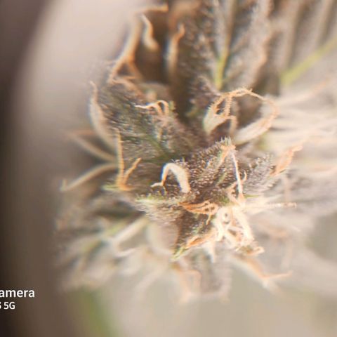 Durbin sunrise  growlog timeline photo