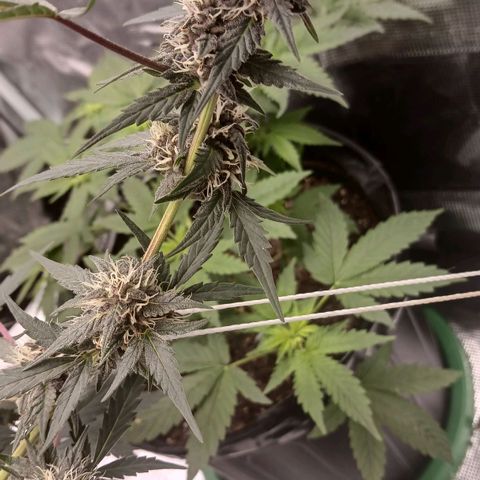 Durbin sunrise  growlog timeline photo