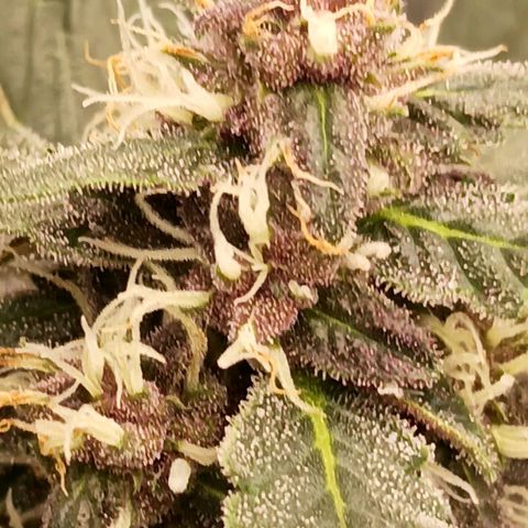 Durbin sunrise  growlog timeline photo