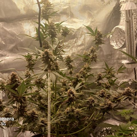 Durbin sunrise  growlog timeline photo
