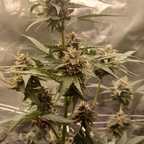 Durbin sunrise  growlog timeline photo