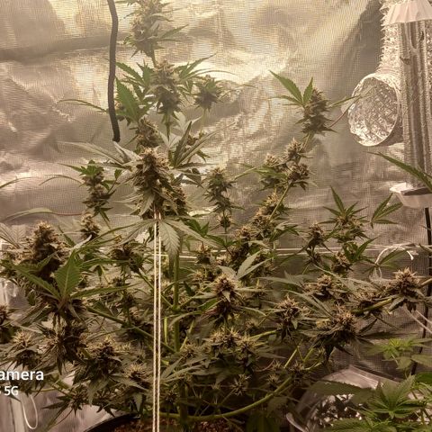 Durbin sunrise  growlog timeline photo