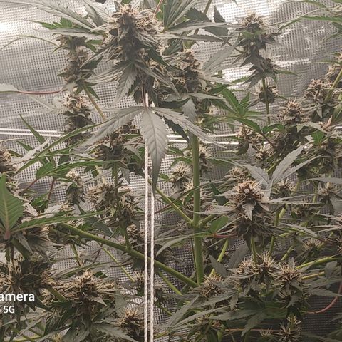 Durbin sunrise  growlog timeline photo