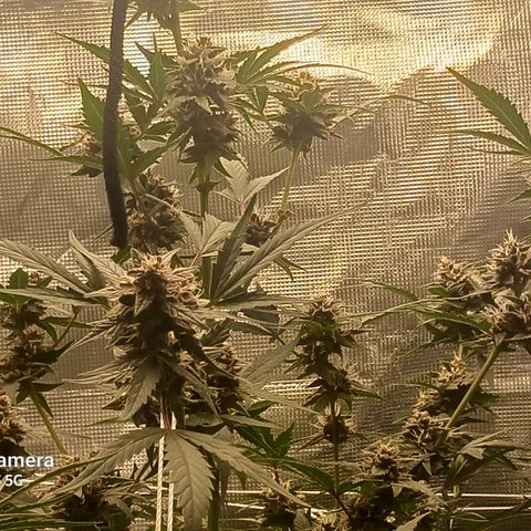 Durbin sunrise  growlog timeline photo