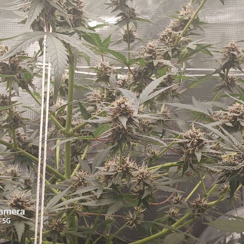 Durbin sunrise  growlog timeline photo