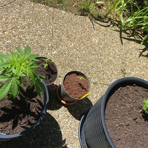 Skunk #1 growlog in Extérieur