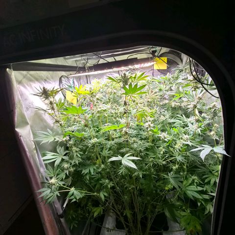 Astro Lemonade F1 #1 growlog timeline photo