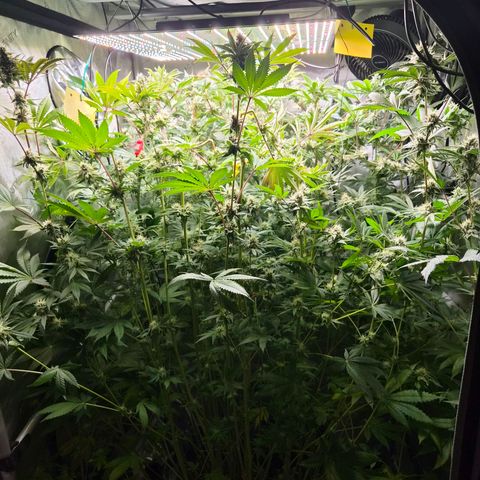 Astro Lemonade F1 #1 growlog timeline photo