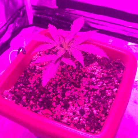 Ione  growlog photo: Tá giga apenas, nem medi mas remo junto ao flowermind tá dando super bom 