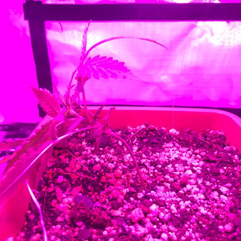 Ione  growlog photo: LST na consagrada, nascendo 5 nó