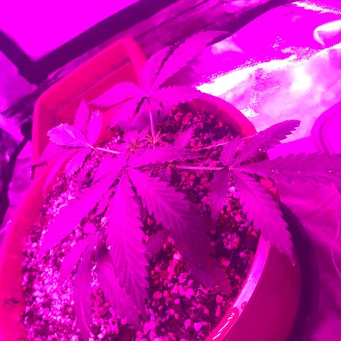 Ione  growlog photo: Está com vários sub topos, vamos ver se irão se desenvolver.