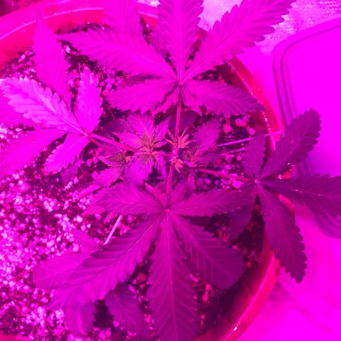 Ione  growlog photo: Está com vários sub topos, vamos ver se irão se desenvolver.