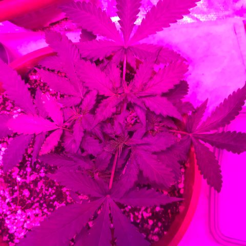 Ione  growlog photo: Está parecendo que sofreu choque do transplante, ficar em observação 