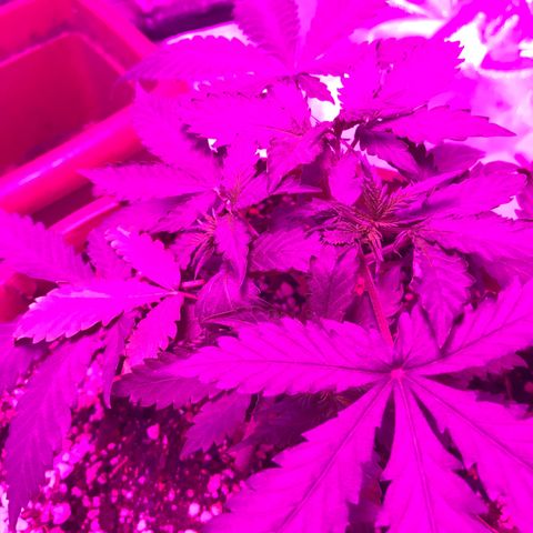 Ione  growlog photo: Está parecendo que sofreu choque do transplante, ficar em observação 