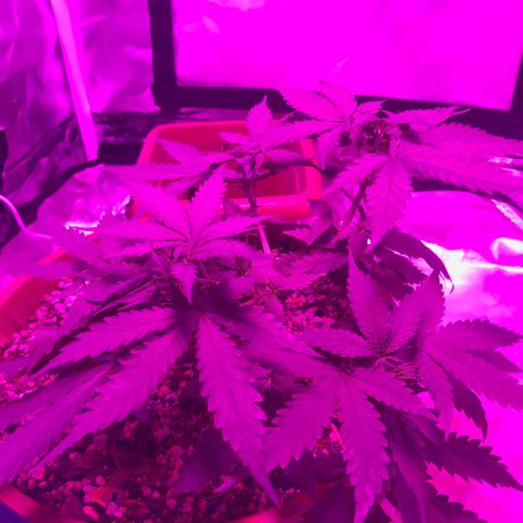 Ione  growlog photo: Tá linda de gostosa, super ramificada, fiz uma defoliacao na última rega, ela gostou bastante aparentemente
