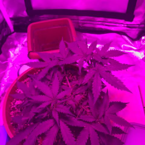 Ione  growlog photo: Tá linda de gostosa, super ramificada, fiz uma defoliacao na última rega, ela gostou bastante aparentemente
