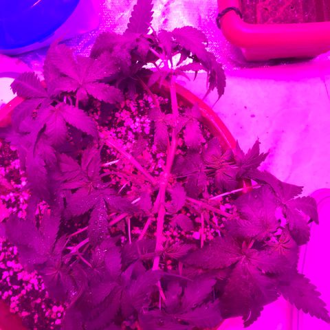 Ione  growlog photo: Leve defoliacao nas crianças 
