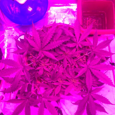 Ione  growlog timeline photo