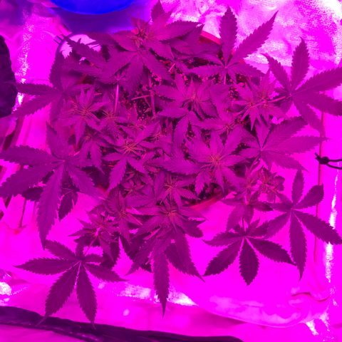 Ione  growlog photo: Tá linda de gostosa