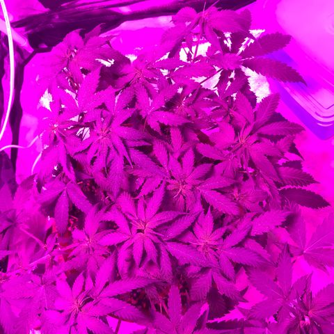 Ione  growlog photo: Deixando crescer pra cima agr 