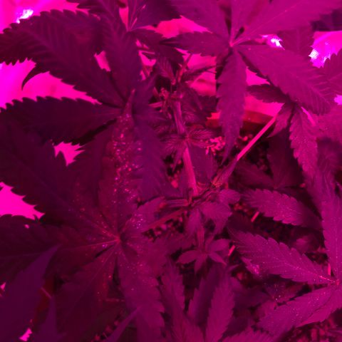 Ione  growlog photo: Deixando crescer pra cima agr 