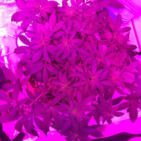 Ione  growlog photo: Deixando crescer pra cima agr 