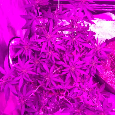 Ione  growlog photo: Dei um HST nos galhos das extremidades, vamos ver como irão se desenvolver