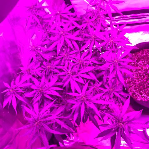 Ione  growlog timeline photo