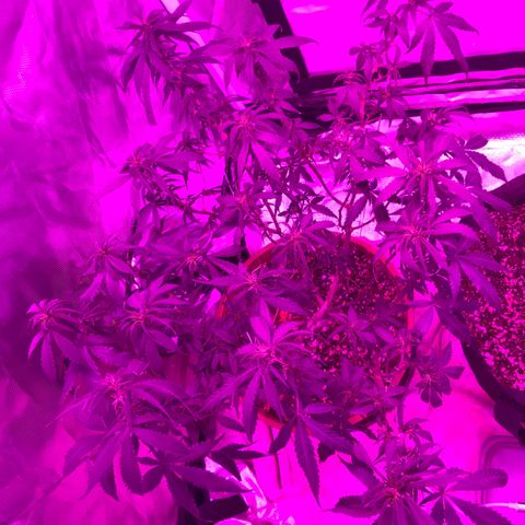Ione  growlog photo: Dei a louca no dia mais tarde e tirei as folhas da menina 