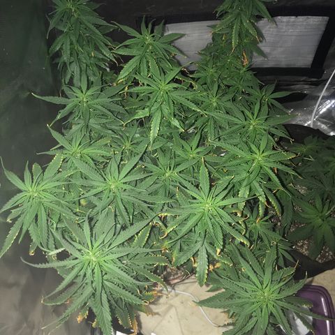 Ione  growlog photo: Passei poucas e boas com ela após a defoliacao kskskks sustasso