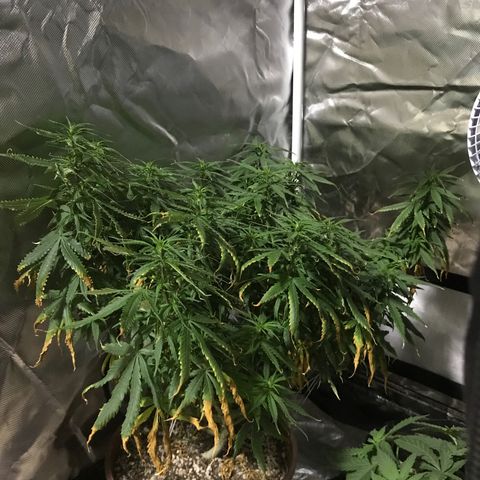 Ione  growlog timeline photo