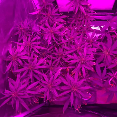 Ione  growlog photo: Tá viva como sempre. Dei uma separadonba nos galhos e tals