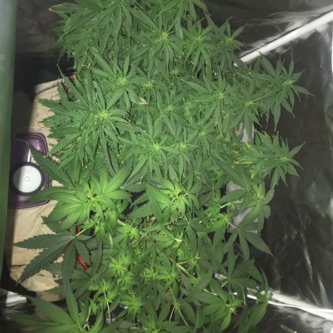 Ione  growlog timeline photo