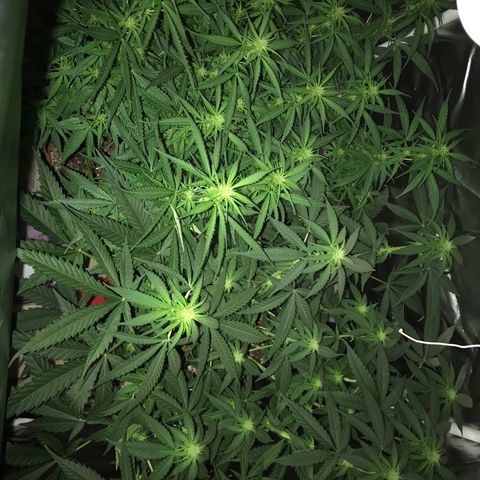 Ione  growlog photo: Oiá os bud crescendo