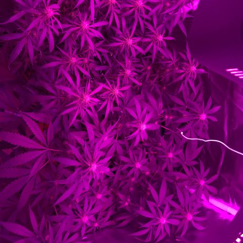 Ione  growlog photo: Gstosa 