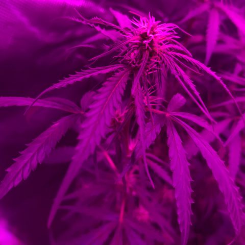 Ione  growlog photo: Gstosa 