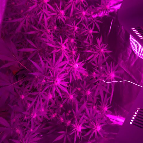 Ione  growlog timeline photo