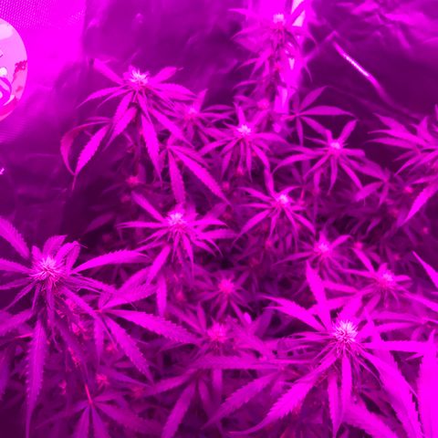 Ione  growlog timeline photo