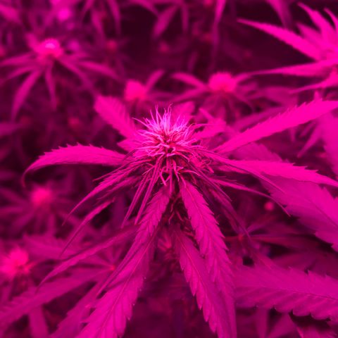 Ione  growlog timeline photo