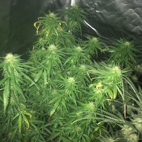 Ione  growlog photo: Leve overfert mas acho q tá tudo certo agr 