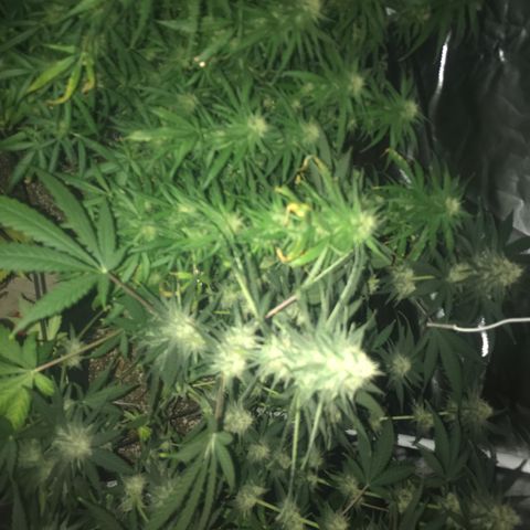 Ione  growlog photo: Leve overfert mas acho q tá tudo certo agr 