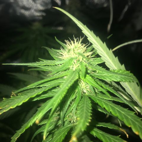 Ione  growlog photo: Leve overfert mas acho q tá tudo certo agr 