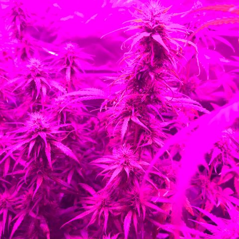 Ione  growlog photo: Eh isso ent né 
