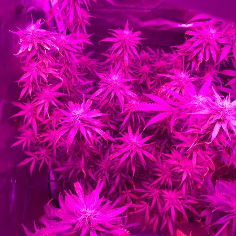 Ione  growlog photo: Eh isso ent né 