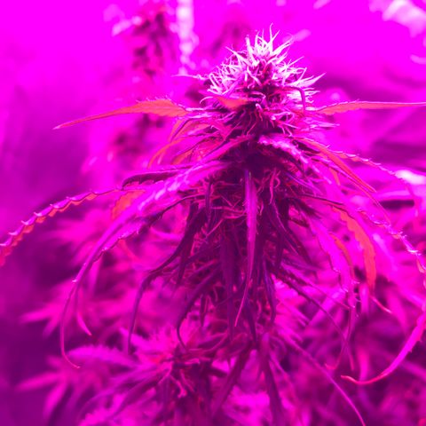Ione  growlog photo: Eh isso ent né 