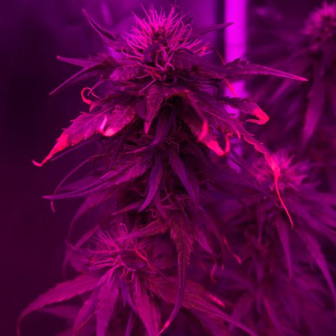 Ione  growlog photo: Eh isso ent né 