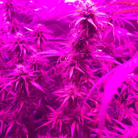 Ione  growlog photo: Eh isso ent né 