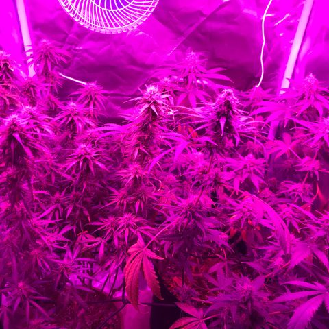 Ione  growlog photo: Eh isso ent né 