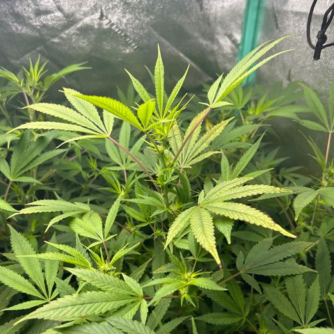 Sexy red growlog timeline photo
